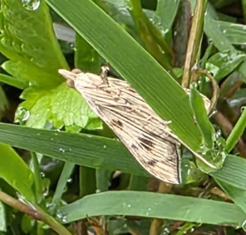 Antigastra catalaunalis