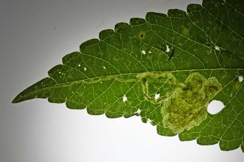 Amauromyza labiatarum