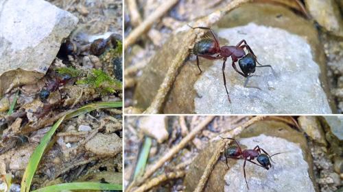 Réf. 363 514 : Camponotus ligniperda