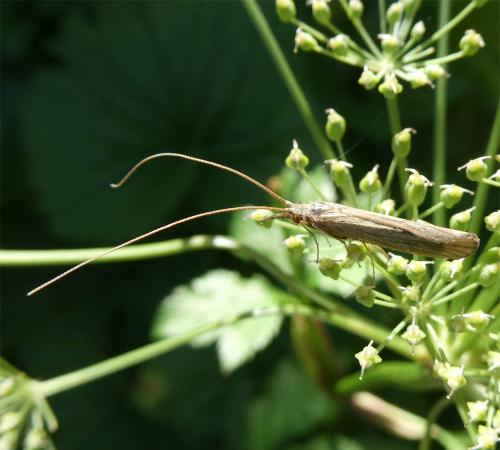 Odontocerum albicorne