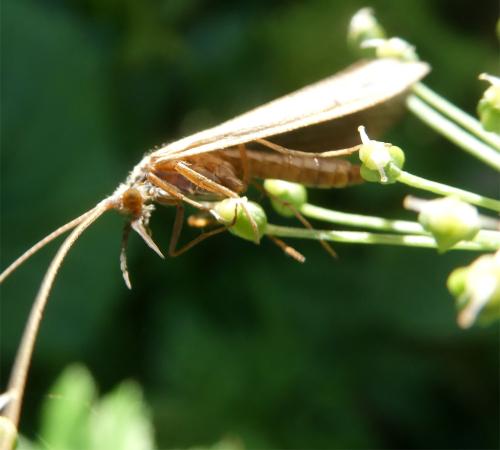 Odontocerum albicorne