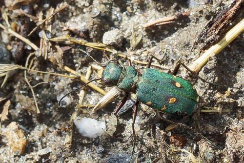 Réf. 363 256 : Cicindela campestris