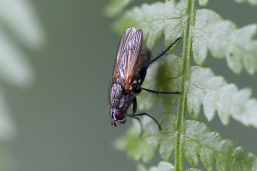 Delia sp.
