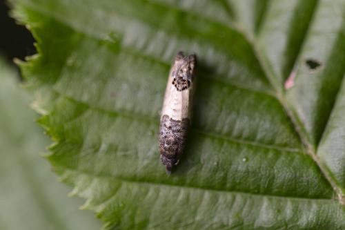 Réf. 363 273 : Spilonota ocellana