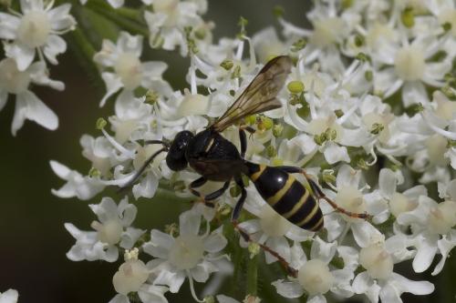 Gorytes sp.
