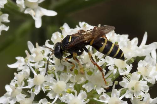 Gorytes sp.