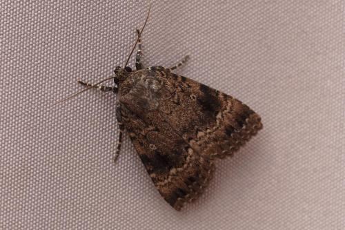 Amphipyra pyramidea