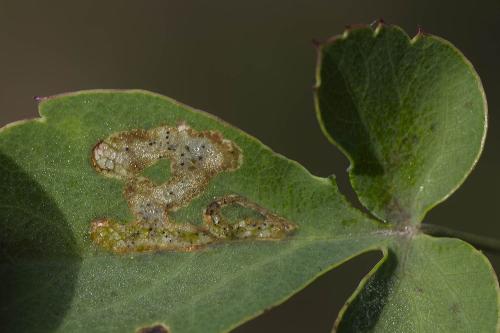 Phytomyza sp.