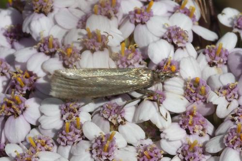 Crambus perlella
