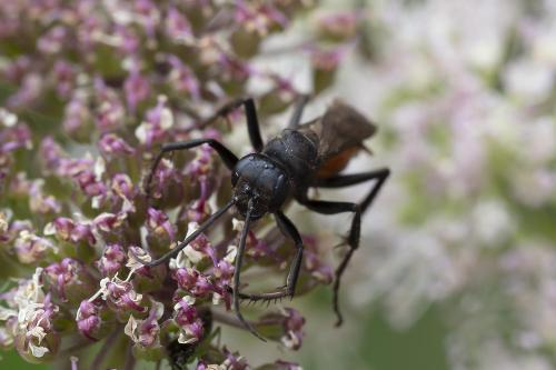 Pompilinae