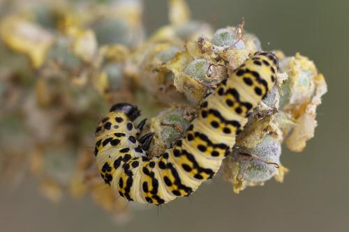 Cucullia lychnitis