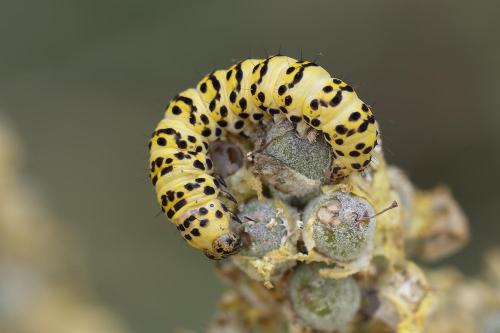 Cucullia lychnitis
