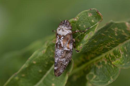 Aphrophora corticea