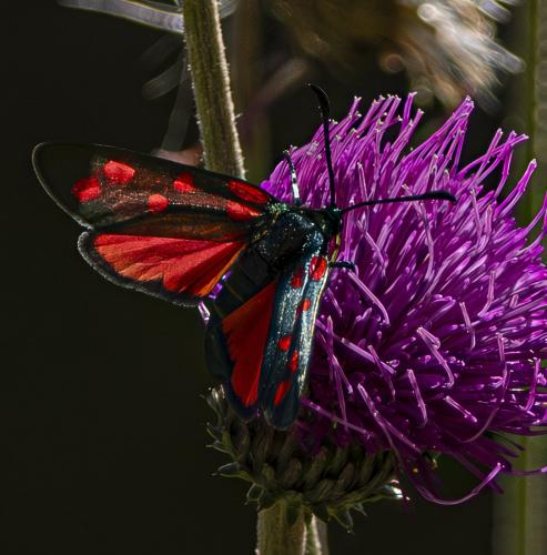 Zygaena transalpina