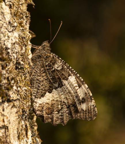 Brintesia circe