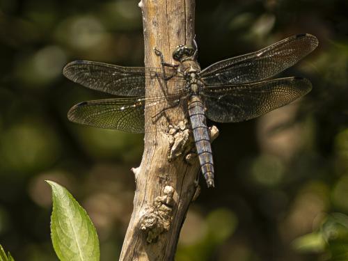 Orthetrum cancellatum