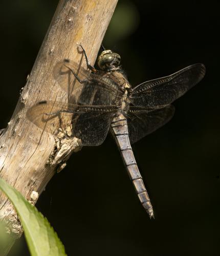 Orthetrum cancellatum