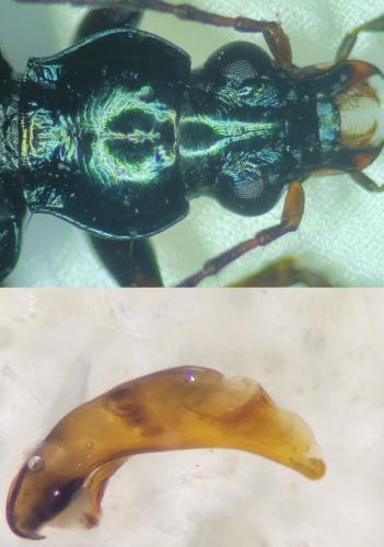 Bembidion bugnioni