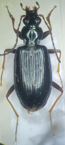 Bembidion bugnioni
