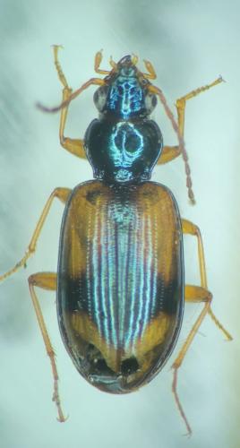 Réf. 363 632 : Bembidion hummleri
