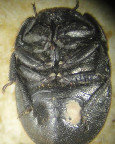 Odontoscelis fuliginosa