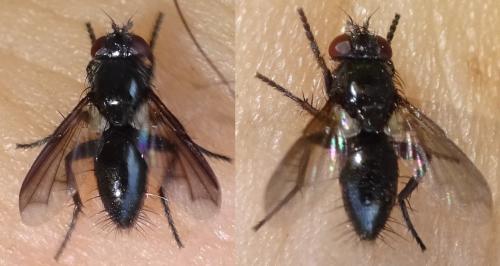 Melanophora roralis