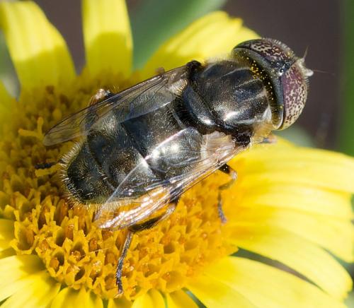 Réf. 363 929 : Eristalinus aeneus