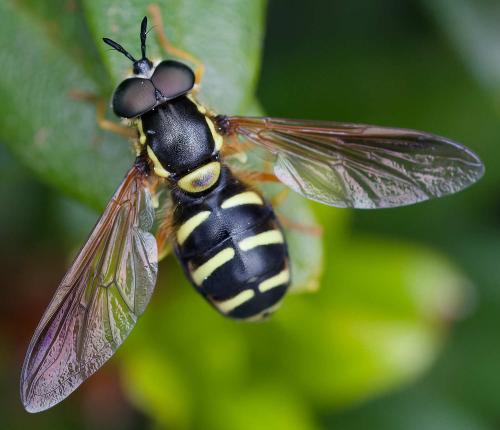 Chrysotoxum vernale
