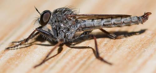 Tolmerus pyragra