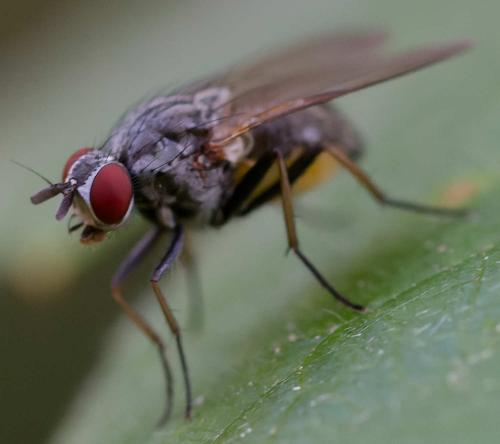 Emmesomyia sp.