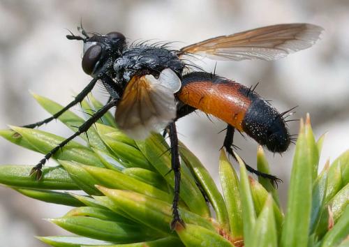 Réf. 363 316 : Cylindromyia brevicornis
