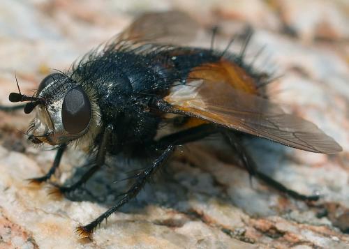 Réf. 363 361 : Nowickia sp.