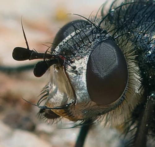 Réf. 363 362 : Nowickia sp.