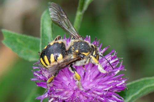 Anthidium florentinum