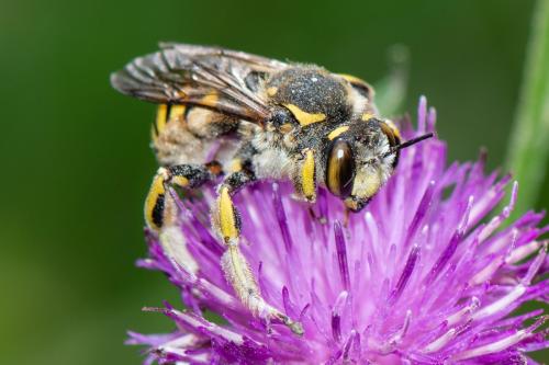 Anthidium florentinum