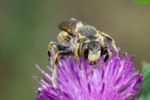 Anthidium florentinum