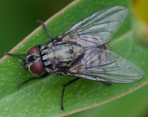 Réf. 363 558 : Dasyphora albofasciata