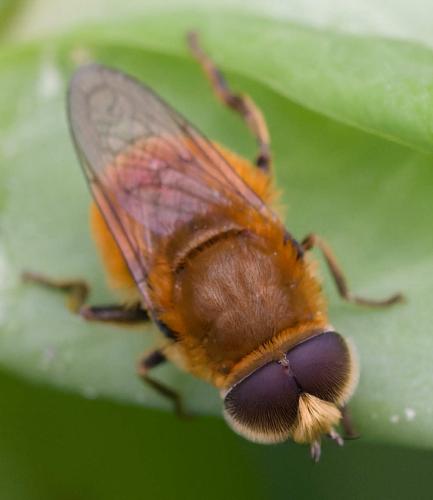 Merodon unicolor