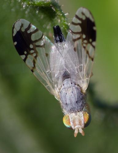 Réf. 363 735 : Trupanea amoena