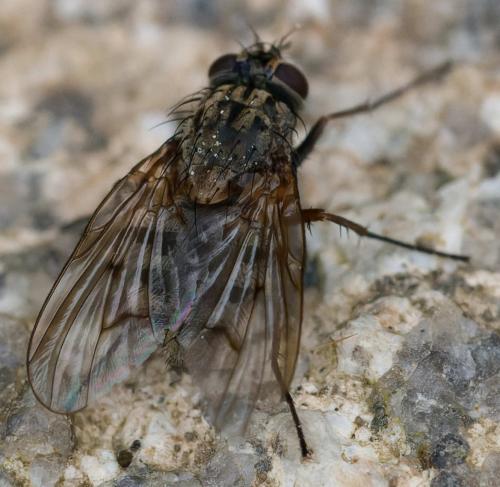 Phaonia tuguriorum
