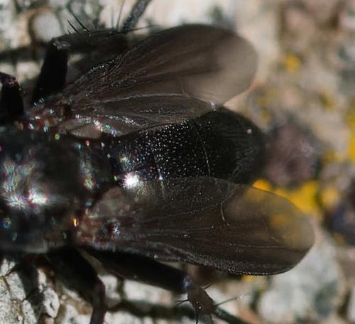 Melanophora roralis
