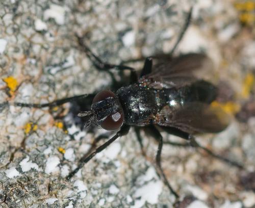 Melanophora roralis