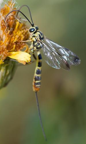 Syzeuctus tigris