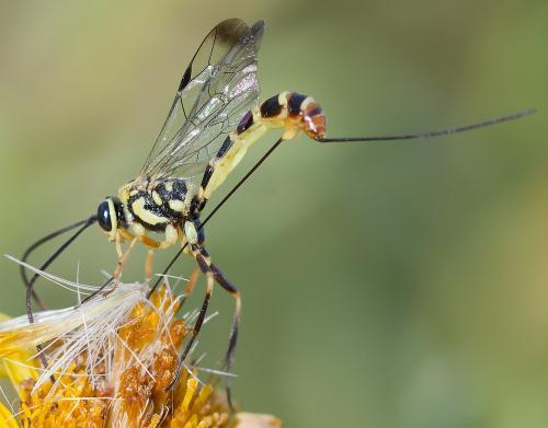 Syzeuctus tigris