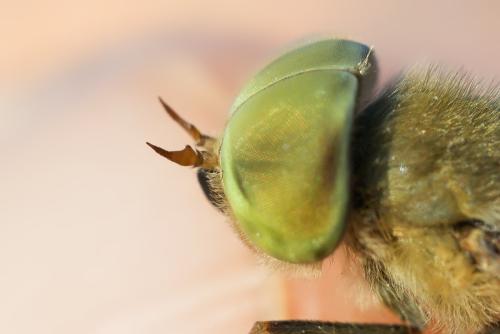 Réf. 363 376 : Tabanus rusticus