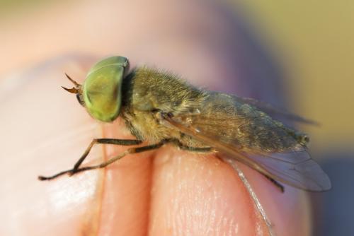 Réf. 363 375 : Tabanus rusticus