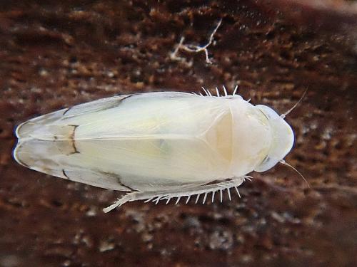 Eurhadina sp.
