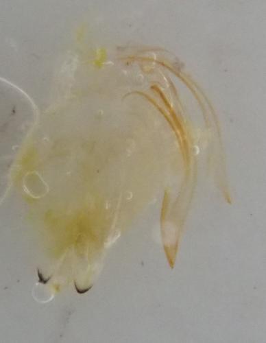 Eurhadina sp.