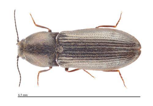 Pheletes aeneoniger