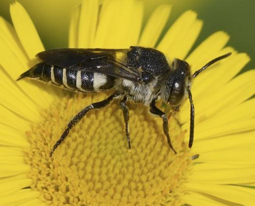 Coelioxys sp.